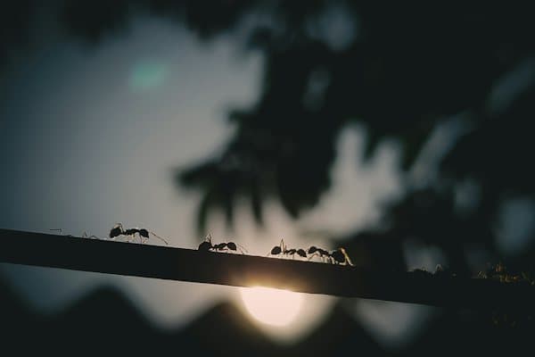 পিঁপড়া