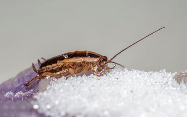 তেলাপোকা নিয়ন্ত্রণ