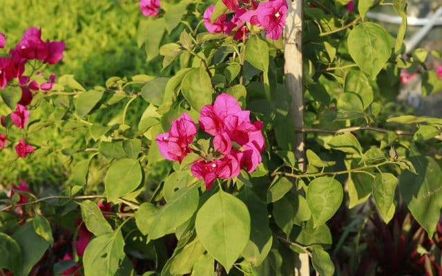গাছের যত্নে মালী