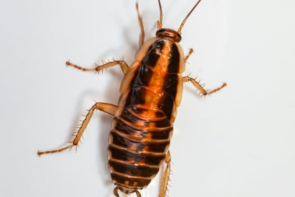রান্নাঘরে তেলাপোকার জেল ট্রিটমেন্ট