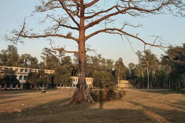 গাছ কাটা ও সরানো