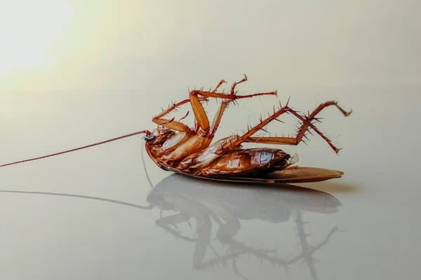পেস্ট কন্ট্রোল
